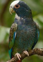 Pionus(sen) gezocht/ ruil, Vrouwelijk, Papegaai, Geringd