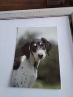 PERZISCHE. WINDHOND, Ophalen of Verzenden, Overige thema's