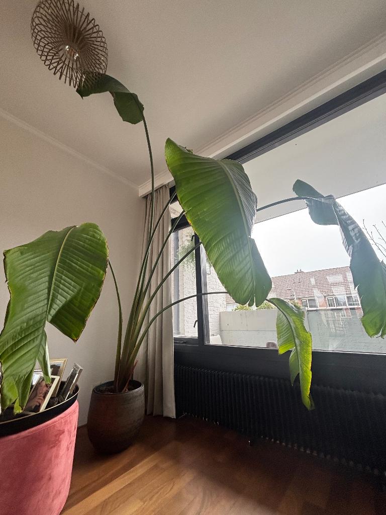 Strelitzia Nicolai (reuzenparadijsvogelplant) (260 cm) t.k., Huis en Inrichting, Kamerplanten, Ophalen, 200 cm of meer, Overige soorten