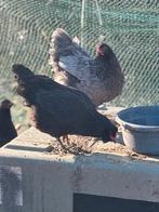 Kippen te koop, Dieren en Toebehoren, Vrouwelijk, Kip