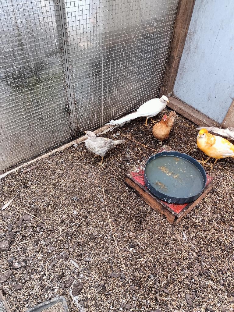 broedeieren van peach goud fazant, Geslacht onbekend, Tropenvogel
