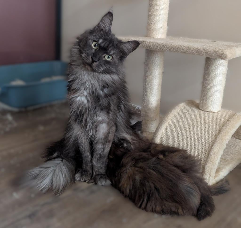 maine coon poes, moeder en dochter, Dieren en Toebehoren, Poes, Met stamboom, 0 tot 2 jaar