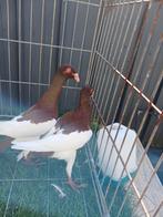 Koppel duiven, Meerdere dieren, Overige soorten