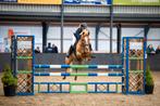 Allround C sportpony, Merrie, C pony (1.27m tot 1.37m), 11 jaar of ouder, Met stamboom