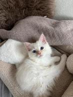 Opzoek naar ragdoll kitten! Zie omschrijving🐱, Ophalen of Verzenden