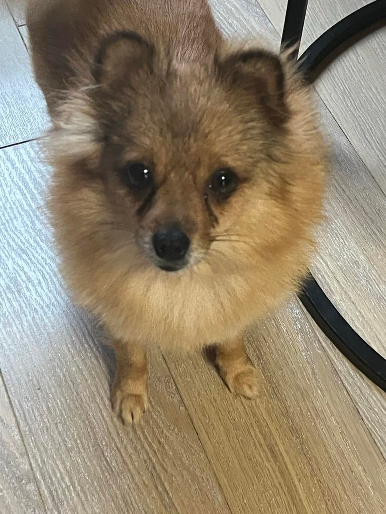 Super lieve hond, Keeshond, HCC (leverziekte), Teef, Eén hond