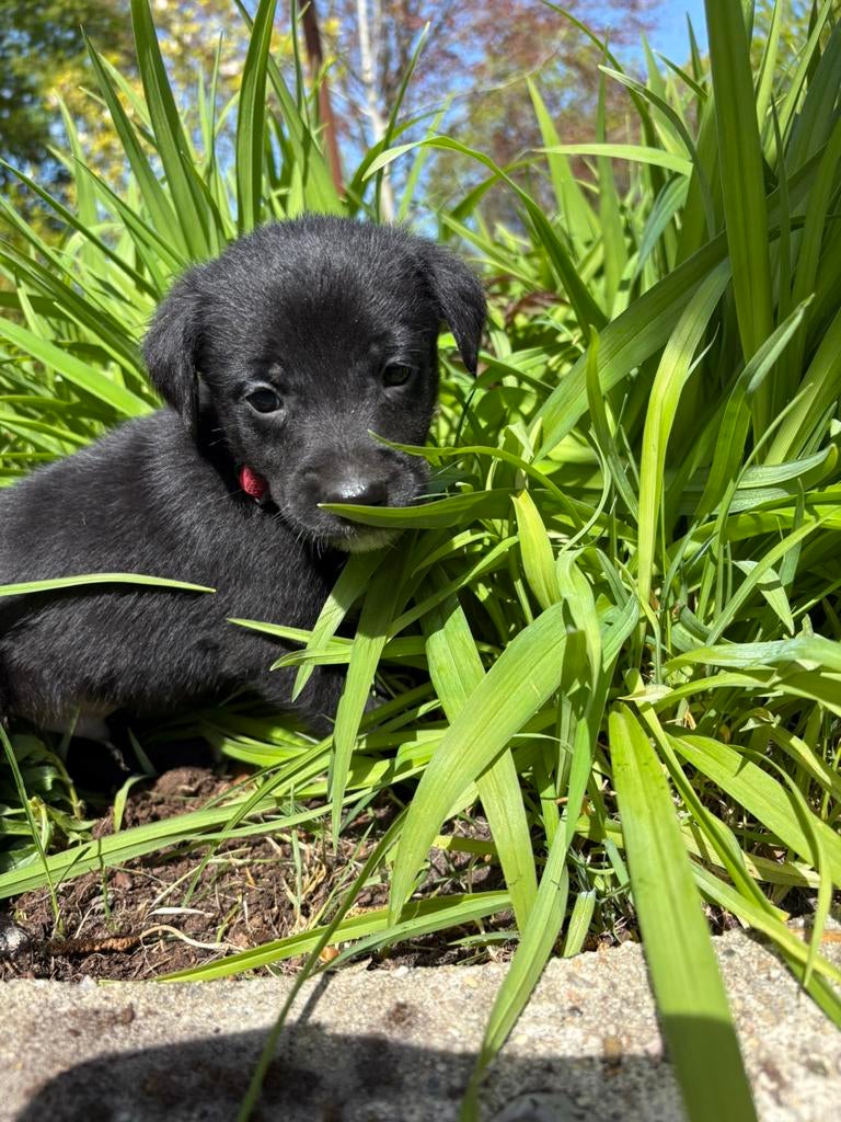 Te koop prachtige speelse pups, Overige rassen, 8 tot 15 weken, Parvo, Meerdere