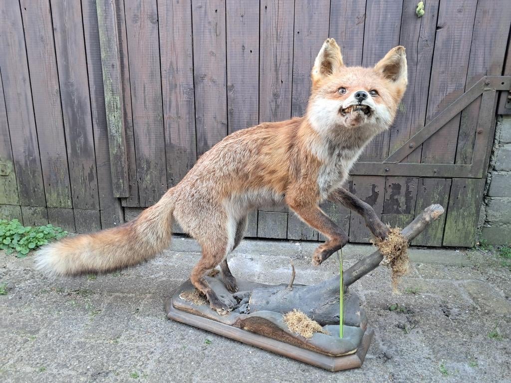 Prachtig opgezette grote vos. Jachthut landelijk taxidermie, Verzamelen, Ophalen of Verzenden, Zo goed als nieuw, Wild dier, Opgezet dier