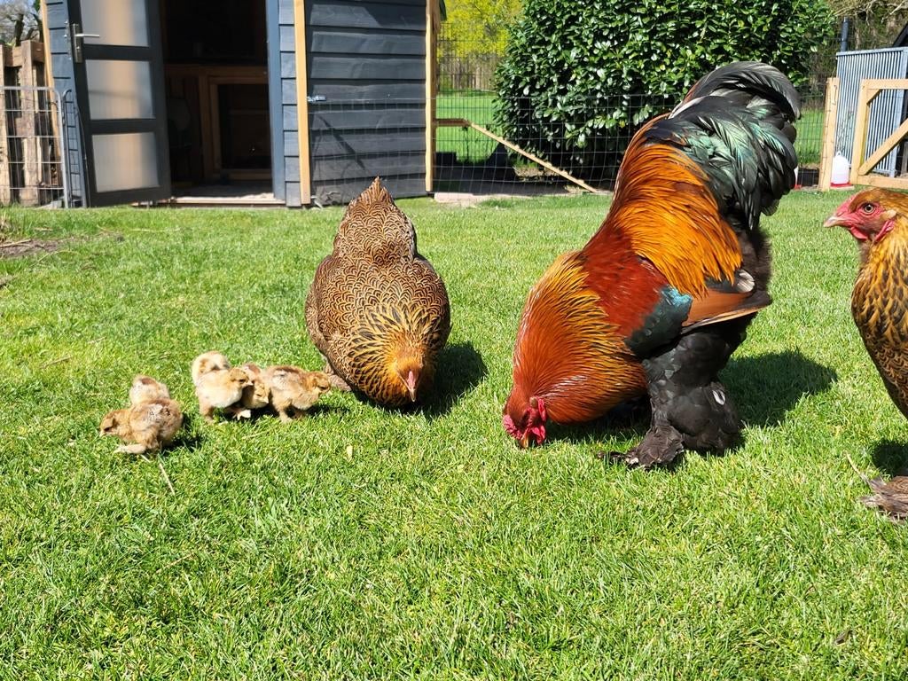 Broedeieren Brahmakriel meerzomig patrijs, Dieren en Toebehoren, Pluimvee, Geslacht onbekend, Kip