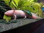 Axolotls vrouwtjes, Amfibie, 0 tot 2 jaar