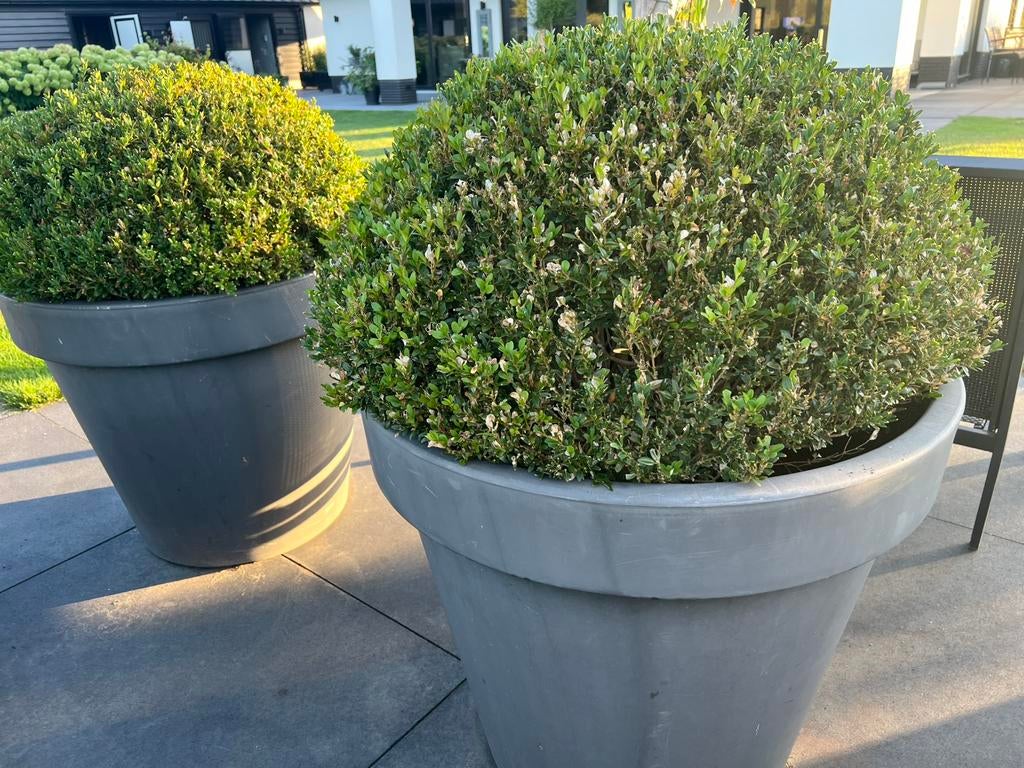 2 grote buxus bollen ruim 80 cm doorsnee, Tuin en Terras, Planten | Struiken en Hagen, Ophalen, Buxus, Minder dan 100 cm