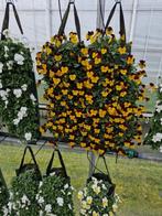 Wandhangers, Tuin en Terras, Planten | Tuinplanten, Volle zon, Eenjarig, Lente, Ophalen