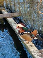 Te koop mandarijn eenden, Dieren en Toebehoren, Pluimvee, Mannelijk, Eend