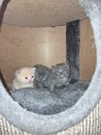3 mooie kittens, Britse korthaar kruising, Meerdere dieren, Gechipt, 0 tot 2 jaar