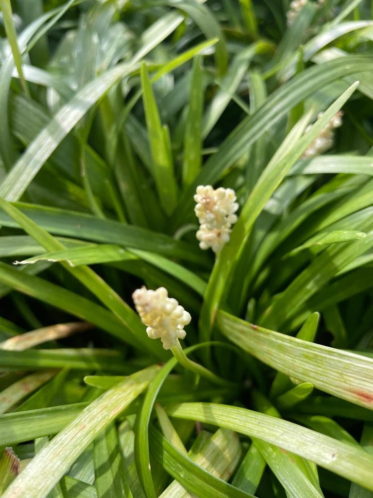 Liriope muscari ‘Monroe White’, Vaste plant, Halfschaduw, Zomer, Ophalen