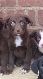 Supermooie LABRADOR x FRIESE STABIJ pup - reutje, Dieren en Toebehoren, Parvo, Nederland, Reu, 8 tot 15 weken