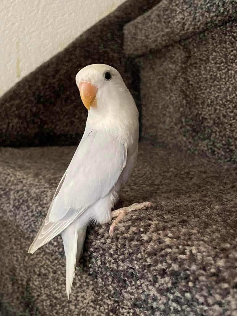 Prachtige Lieve Gezonde  Hand Tamme Agapornis Dwergpapegaai, Dieren en Toebehoren, Vogels | Parkieten en Papegaaien, Meerdere dieren