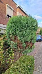 Grote conifeer hoogte 2,5mtr Gratis ophalen, zelf uitsteken, Ophalen, Bloeit niet, Halfschaduw, Overige soorten