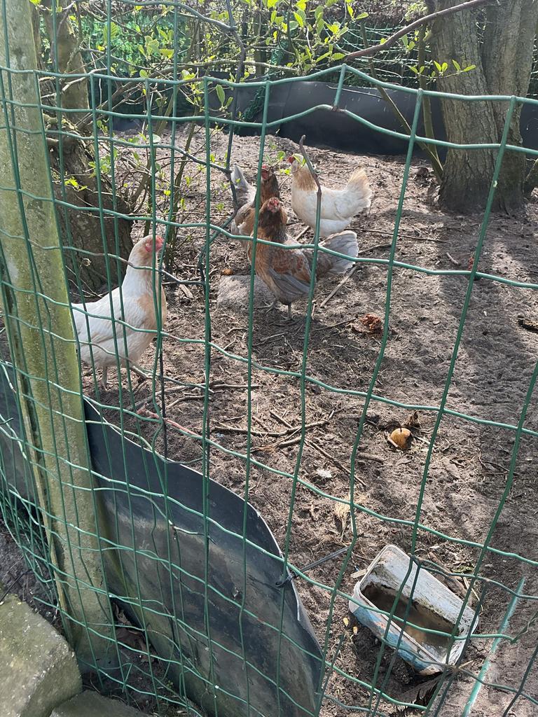 Araucana hennen, Dieren en Toebehoren, Pluimvee, Vrouwelijk, Kip