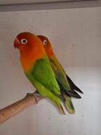 Koppel agapornis fischeri, Meerdere dieren, Dwergpapegaai of Agapornis