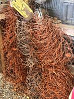 Gereserveerd, Meerdere dieren, Schaap