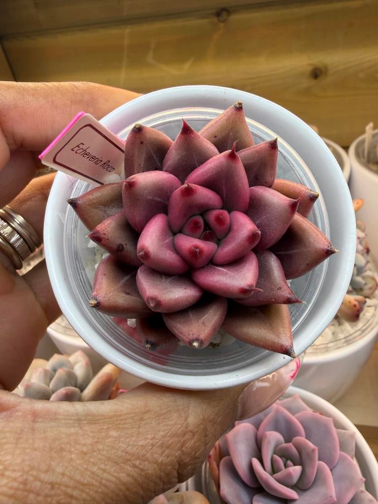 Echeveria Rocco vetplant, Tuin en Terras, Overige soorten, Volle zon, Vaste plant, Verzenden
