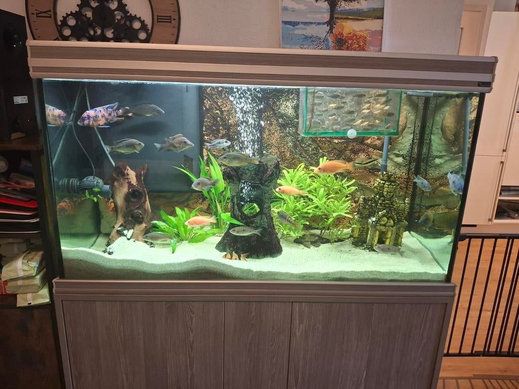 Malawi cichliden, Dieren en Toebehoren, Vissen | Aquariumvissen, Vis