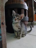 Oosterse korthaar X, Dieren en Toebehoren, Katten en Kittens | Raskatten | Korthaar, Meerdere dieren, 0 tot 2 jaar