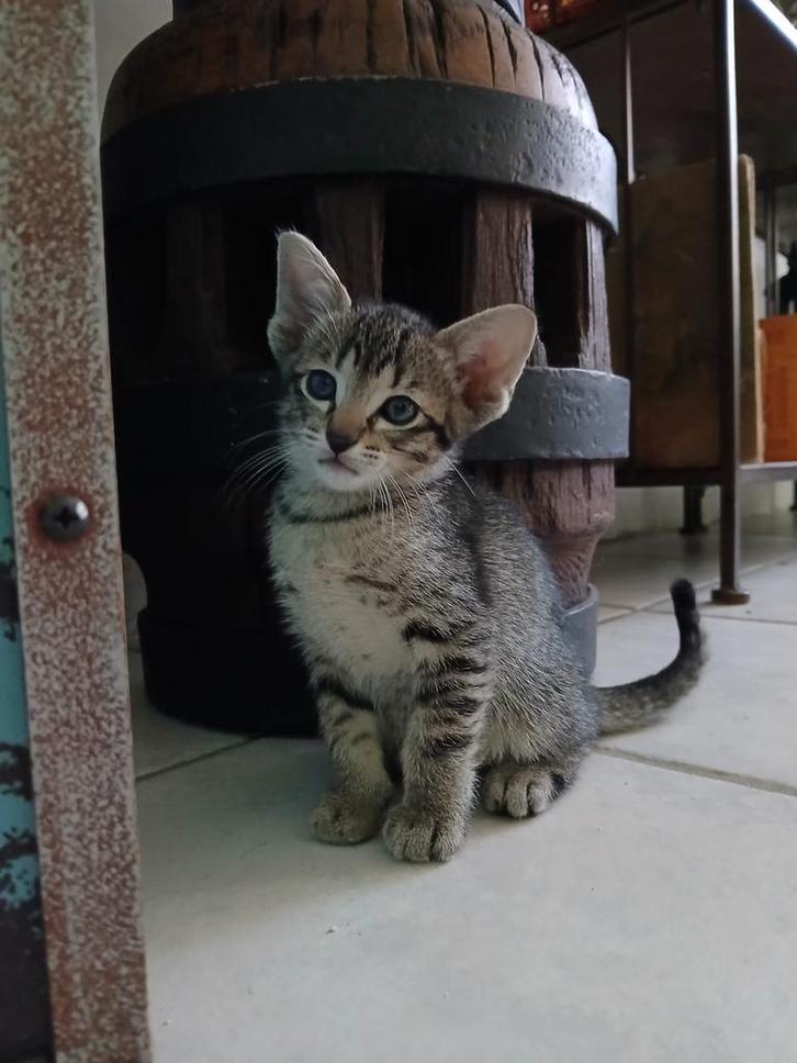 Oosterse korthaar X, Dieren en Toebehoren, Katten en Kittens | Raskatten | Korthaar, Meerdere dieren, 0 tot 2 jaar