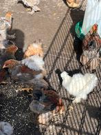 Jonge zijdehoen kriel haantjes van 2026, Mannelijk, Kip