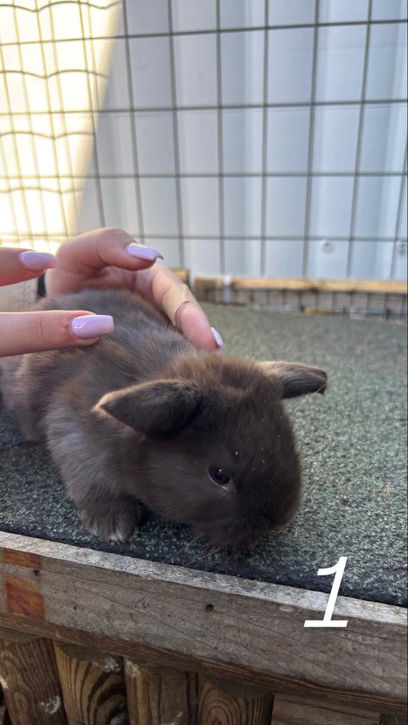 Baby konijntje, Dieren en Toebehoren, Konijnen, Geslacht onbekend, Dwerg, Hangoor, 0 tot 2 jaar