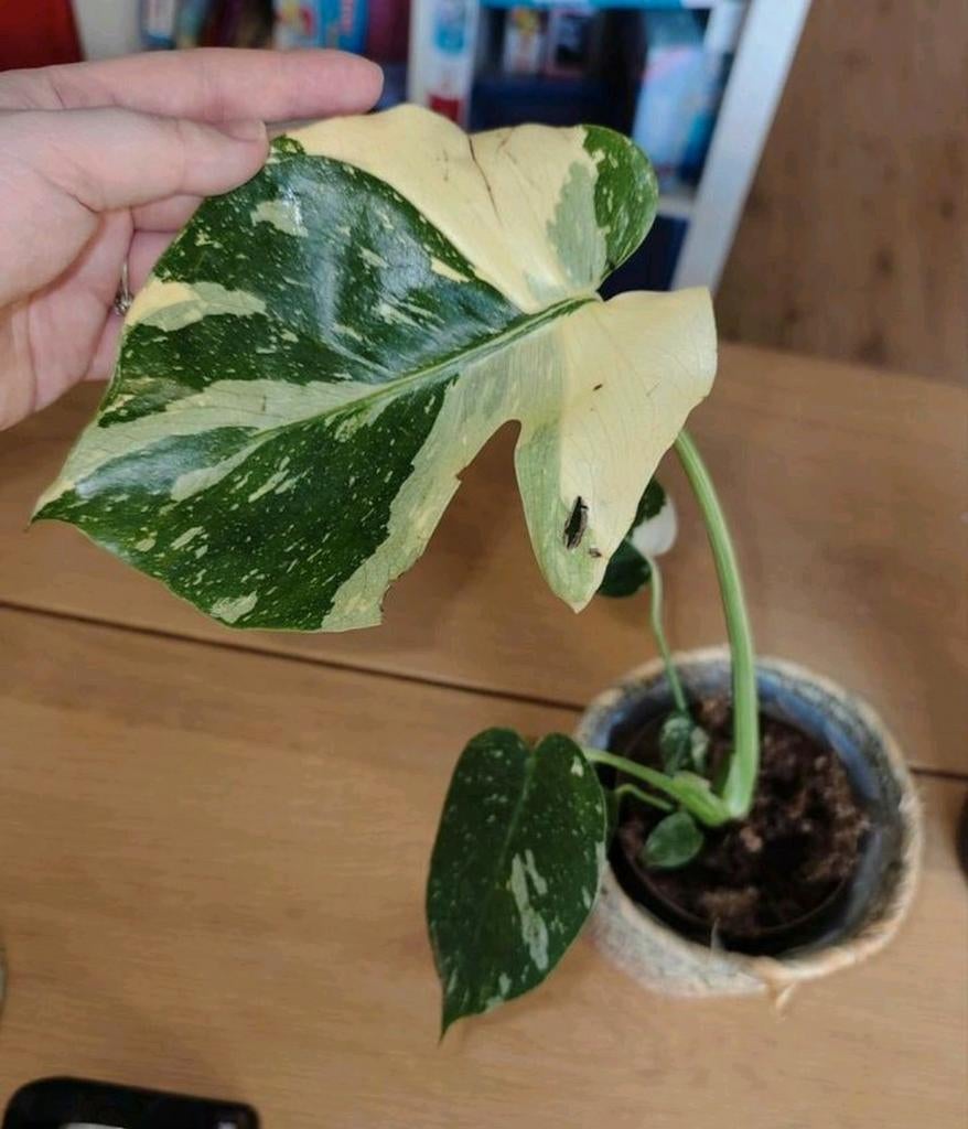 Monstera Thai constellation, Huis en Inrichting, Kamerplanten, Ophalen, Halfschaduw, Minder dan 100 cm