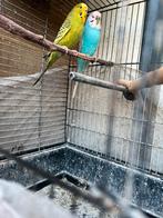 Grasparkieten koppel, Meerdere dieren, Parkiet