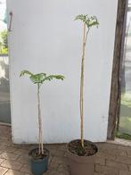 Perzische slaapboom, Tuin en Terras, Ophalen, Volle zon, Overige soorten, Minder dan 100 cm