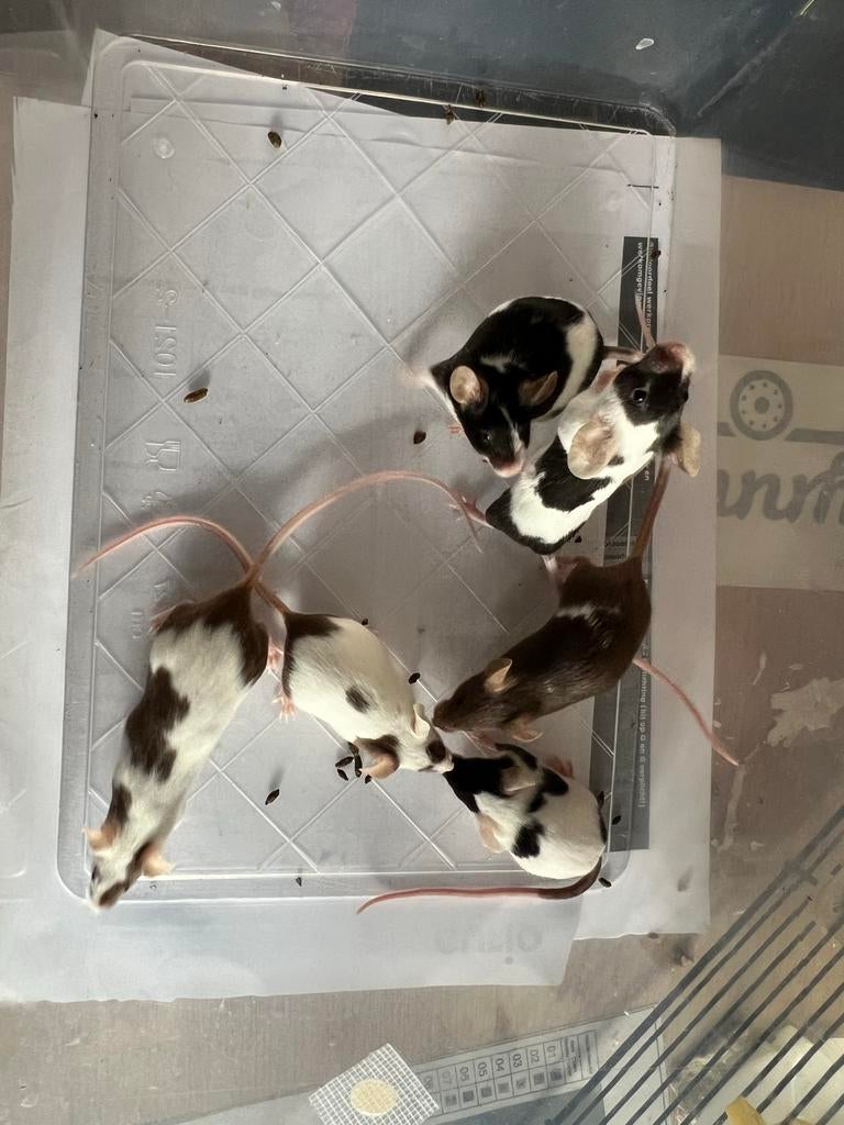 Kleur muizen, Dieren en Toebehoren, Knaagdieren, Muis, December, Meerdere dieren, Tam