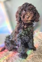 Prachtige donkere choco toypoedels donkerbruin, Poedel, Parvo, 8 tot 15 weken, Meerdere