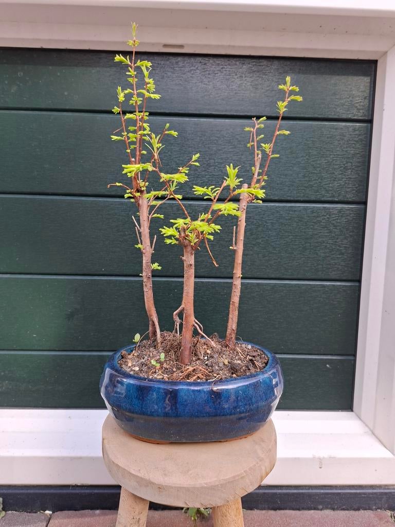 Bonsai starter Metasequoia, Tuin en Terras, Planten | Bomen, In pot, Bloeit niet, Halfschaduw, Minder dan 100 cm
