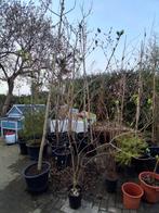 Grote sering mme lemoine, Tuin en Terras, Ophalen, Volle zon, Overige soorten, Minder dan 100 cm