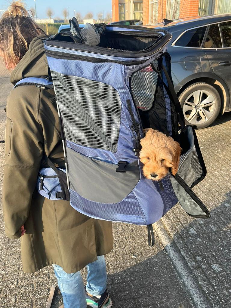 Transport hond, Ophalen