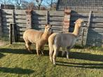 Alpaca, Mei, Vrouwelijk