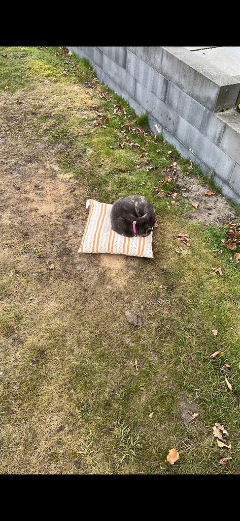 Gezocht kittens boerderijpoes, Dieren en Toebehoren, Poes