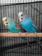 Twee mooie parkieten, Meerdere dieren, Parkiet