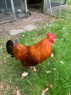 New Hampshire kriel haan, Dieren en Toebehoren, Pluimvee, Mannelijk, Kip