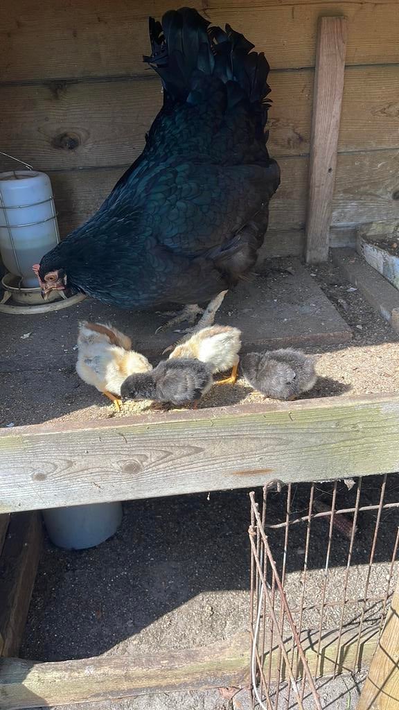 Kip met kuikens, Dieren en Toebehoren, Vogels | Duiven, Meerdere dieren