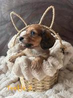 Prachtige kaninchen/dwerg teckel puppy’s, Dieren en Toebehoren, Honden | Teckels en Dashonden, Kaninchen, Parvo, 8 tot 15 weken