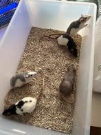 Voer ratten en muizen, Dieren en Toebehoren, Knaagdieren, Januari, Meerdere dieren, Muis