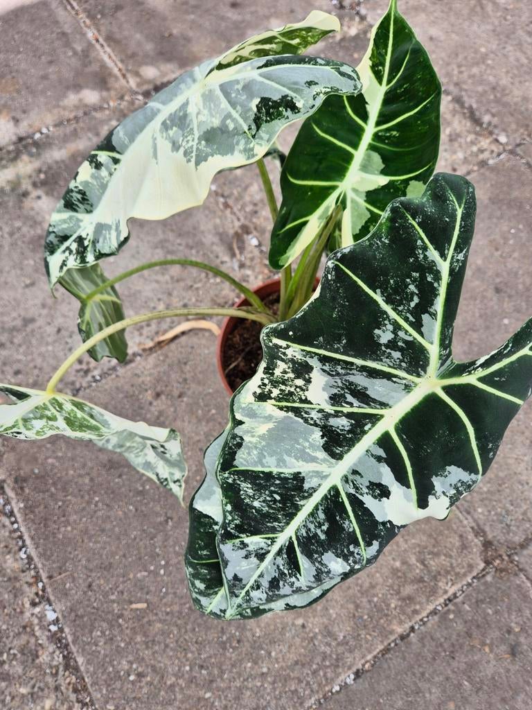 Alocasia Frydek Variegata XXL p19 (3), Huis en Inrichting, Kamerplanten, Ophalen of Verzenden, Halfschaduw, Minder dan 100 cm