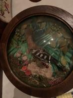 Opgezette vogel hop taxidermie, Verzamelen, Ophalen of Verzenden, Zo goed als nieuw, Vogel, Opgezet dier