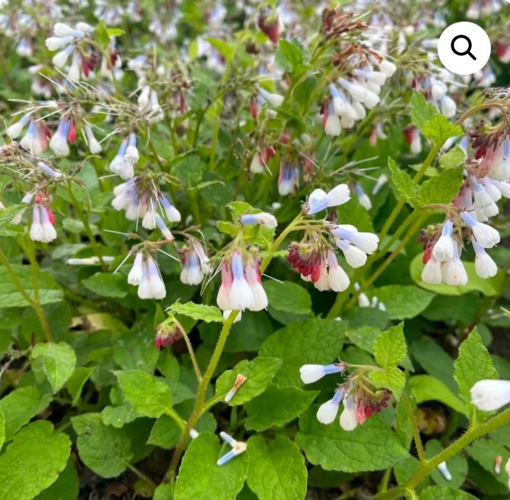 Symphytum Grandiflorum Wisley Blue (Smeerwortel), Tuin en Terras, Planten | Tuinplanten, Ophalen, Overige soorten, Halfschaduw