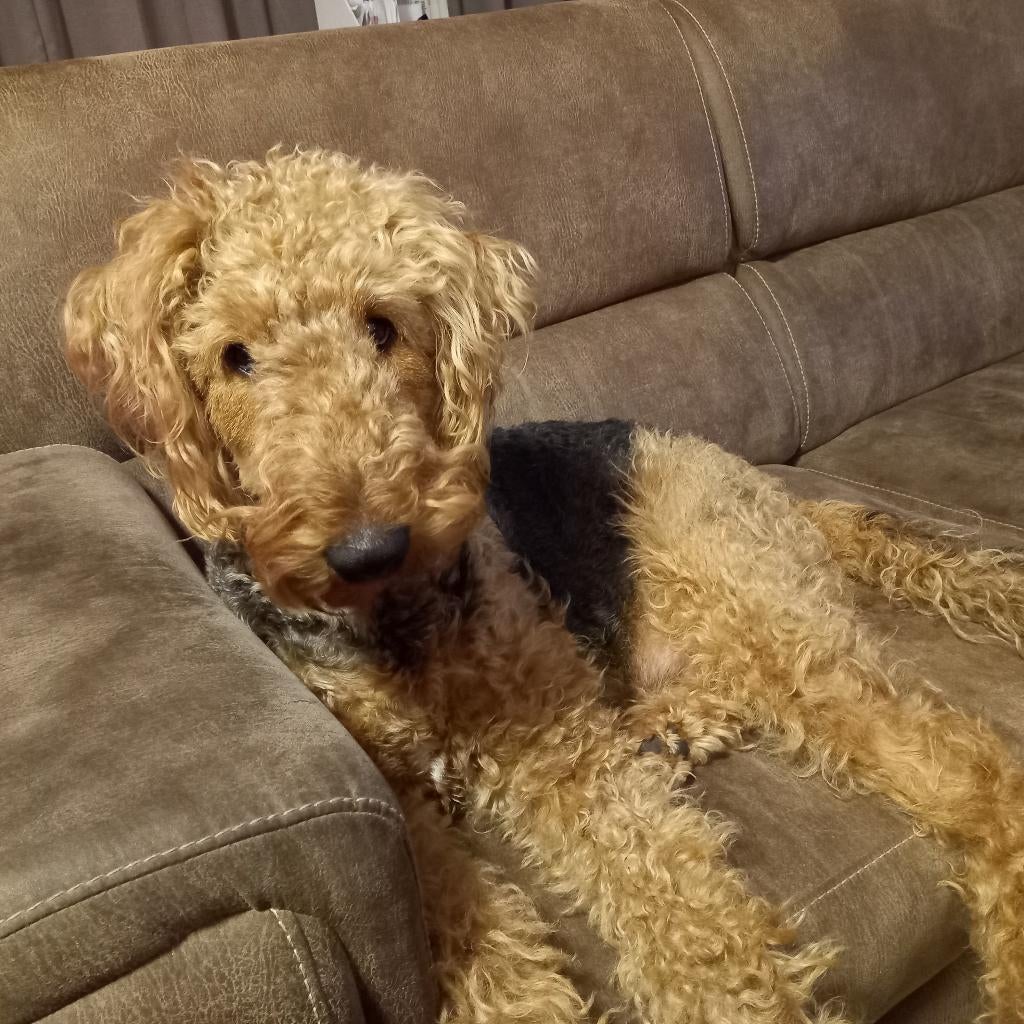 AIREDALE TERRIER PUPS, Dieren en Toebehoren, Honden | Jack Russells en Terriërs, Meerdere dieren, Jack Russell Terriër, Fokker | Hobbymatig